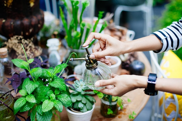 Florista rociando agua en las plantas