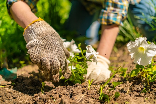 Floristas com as mãos nas luvas plantam uma flor jovem e brilhante no jardim no campo