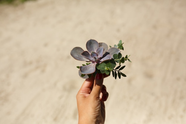 Floristendekorateur halten frische saftige Blume in der Hand