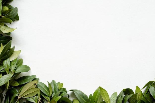 floristería arte minimalista. hojas de bígaro verde sobre fondo blanco. naturaleza y plantas. concepto de espacio de copia
