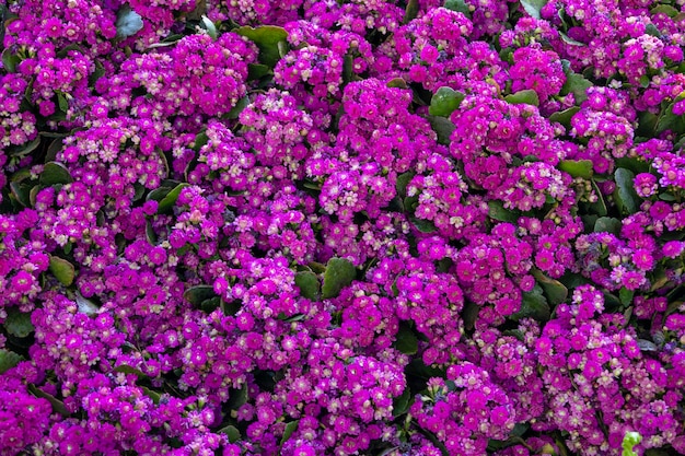 Floristería Kalanchoe Kalanchoe blossfeldiana (Flaming Katy plant, ) coral Flores moradas y rosadas