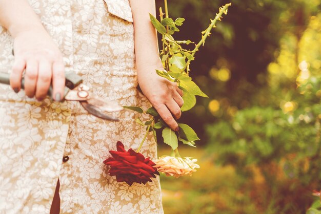 Floristería mujer corta flores rosas con tijeras en el jardín para hacer un ramo