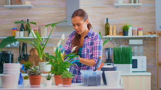 Floristería mujer limpiando flores deja en la mesa de la cocina por la mañana. Usando tierra fertil con pala en maceta, maceta de cerámica blanca y plantas preparadas para replantar para la decoración de la casa cuidándolas