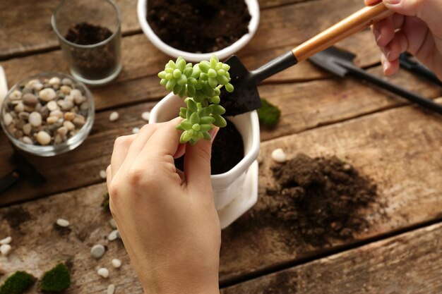 floristería, replantación, suculento, primer plano