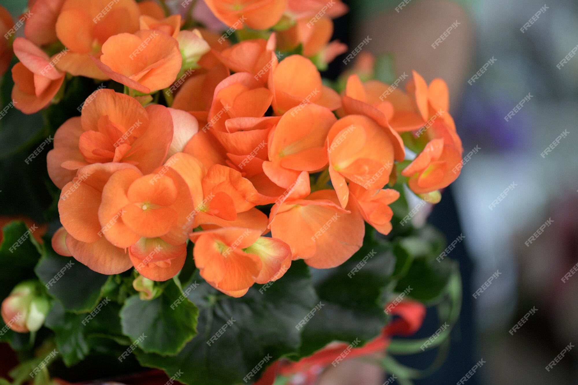 Una floristería un jarrón de begonias naranjas en sus manos Foto Premium