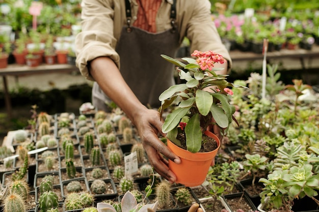 floristería, venta, plantas, en, tienda