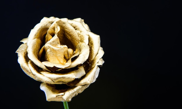 Florística negocio Vintage y joyería riqueza y riqueza belleza natural Oro rosa lujo y éxito decoración metalizada concepto antiguo flor dorada floristería decoración aislada en negro