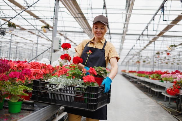 Floristin, die in einem Gewächshaus arbeitet und Blumen in einer Plastikbox stapelt