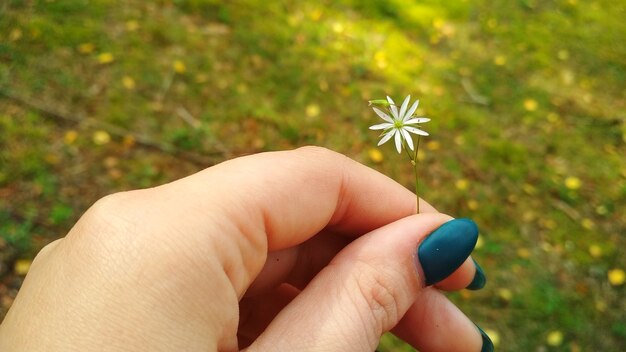 Florzinha na mão de uma mulher