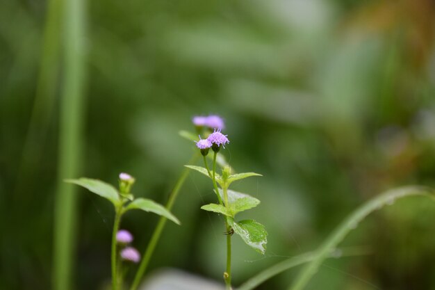 florzinha roxa com fundo desfocado