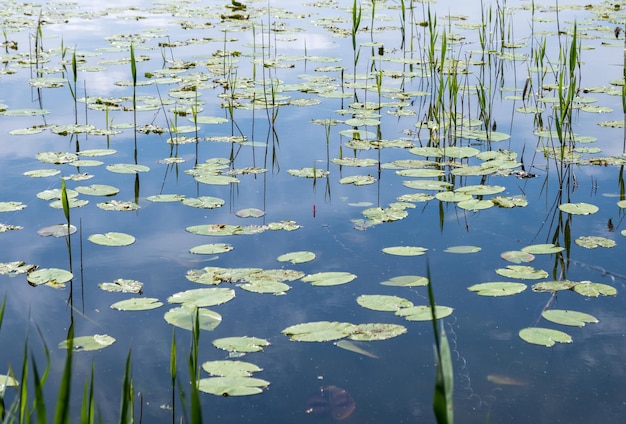 Flotador rojo entre nenúfares en el lago