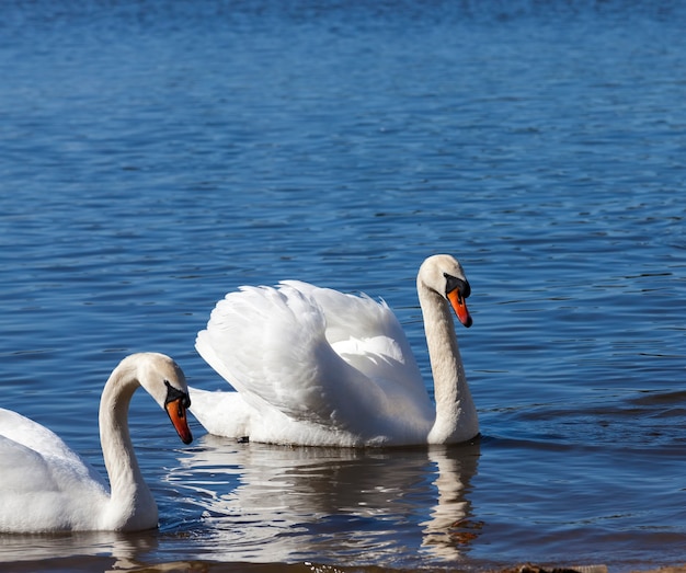 Flotando en el agua un grupo de cisnes blancos