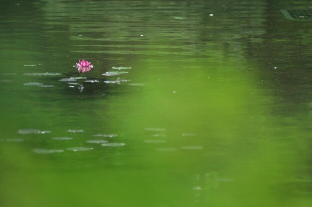 Foto flotando en el agua