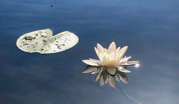 flotando en el agua