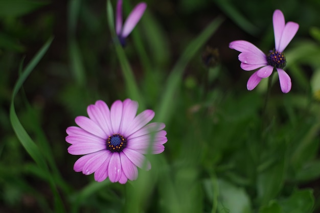 Flover violeta aislado en un fondo verde