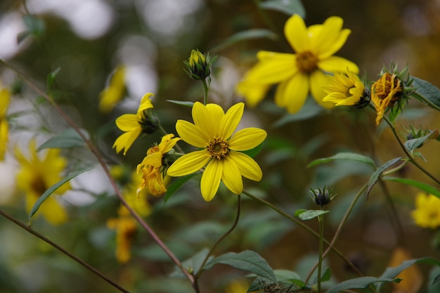 Flovers amarelos isolados no fundo desfocado verde