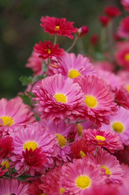 Flovers vermelhos isolados no fundo desfocado verde