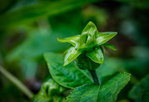 Flower Bud