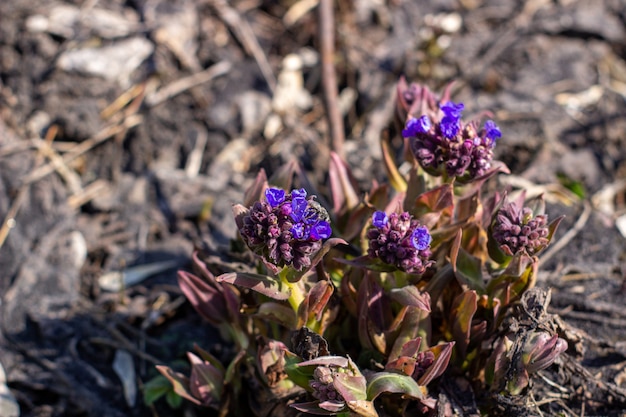 Foto flower medunitsa a principios de primavera