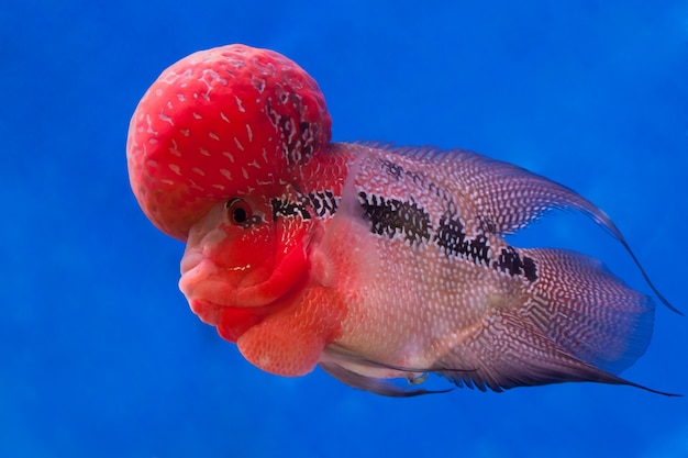 Foto flowerhorn cichlid fisch