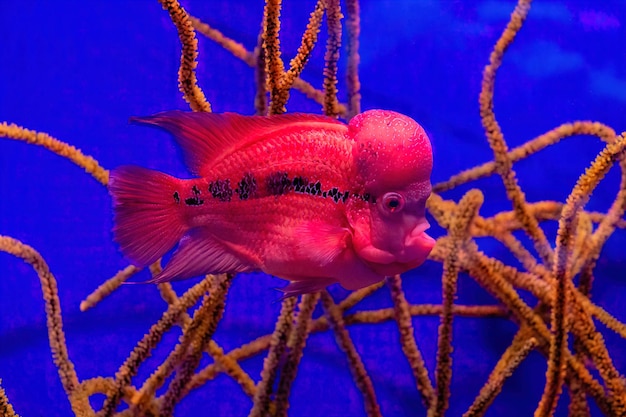 Flowerhorn Crossbreed Cichlid Pet Fish im Tank Water Aquarium mit Korallen und blauem Hintergrund