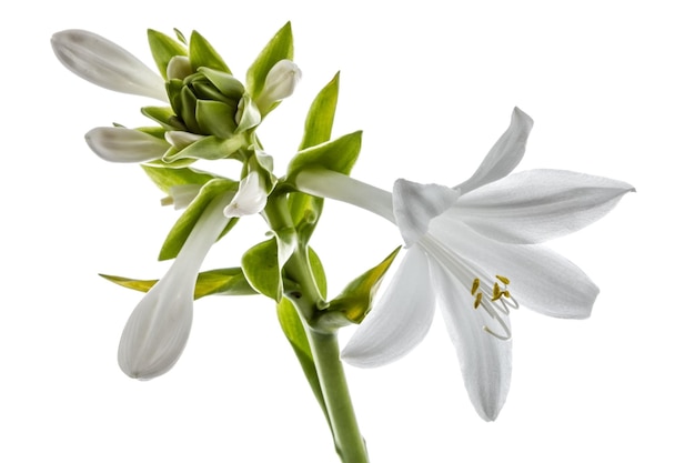 Flowers Hosts lat Hosta isolado em fundo branco