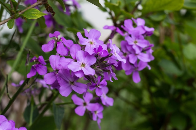 Flox flor closeup