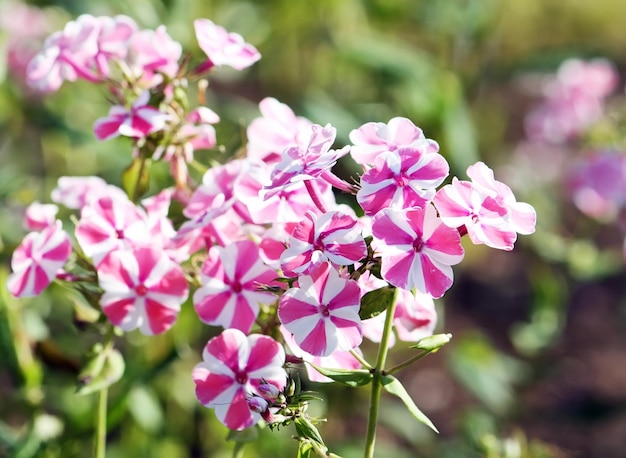 Floxes de verano brillantes que florecen en el jardín de verano