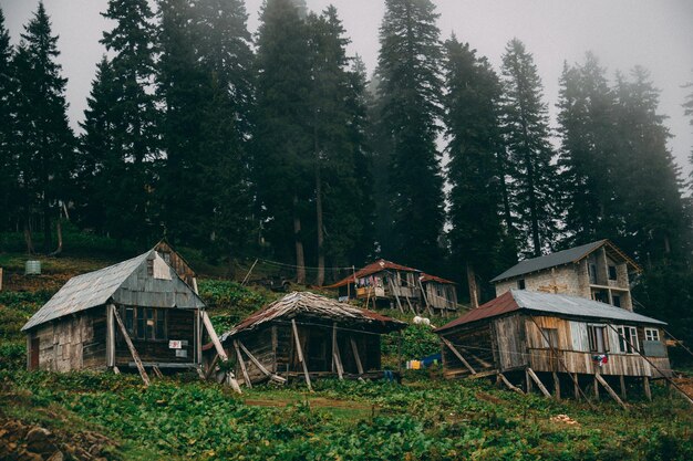 Flüchtige Atmosphäre im Wald