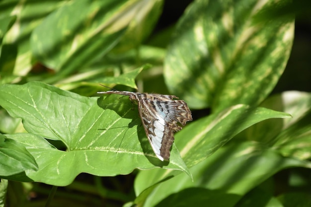 Flügel breiten sich auf einem braunen Schmetterling in einem Garten aus