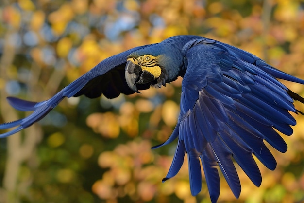 Foto flügel des majestätischen hyacinth-aras im flug