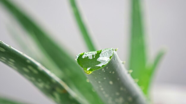 Flüssiger Saft fließt aus geschnittenem Aloe-Blatt auf grauem Hintergrund