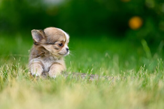 Fluffy Light Chihuahua Puppy liegt auf Baumstamm auf grünem Gras und blickt zur Seite