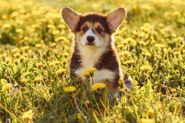 Fluffy Pembroke Welsh Corgi Welpe sitzt ruhig in gelben Blüten an einem glänzenden Sommertag Petit Sable und weißes Haustier mit großen Ohren, die auf der Sonne ruhen