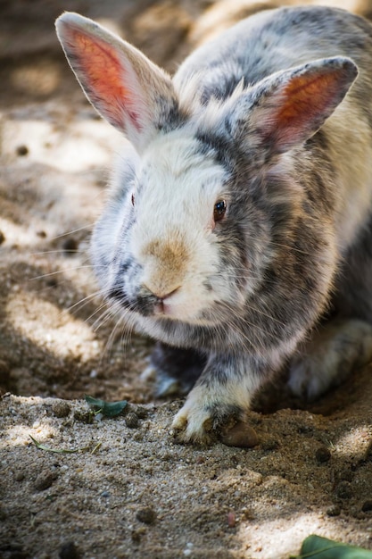 Fluffy Rabbit, kleines Säugetier in einem Zoopark