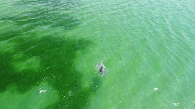 Flug über Delfine im Meer