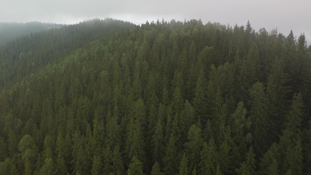 Flug über die grünen Fichtenwälder in den Bergen im Sommer