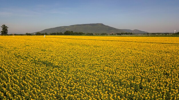 Foto flug über sonnenblumenfeld luftansicht blühende sonnenblüten in lop burithailand