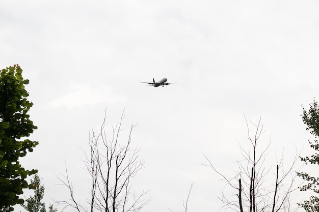 Flugzeug fliegt im weißen Himmel über Ästen