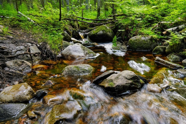 Flujo de agua del arroyo del río del bosque Hermoso paisaje de verano con árboles, piedras y agua que fluye en un clima soleadox9