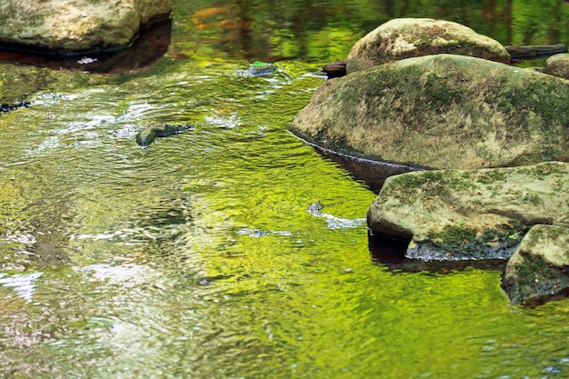 Flujo de agua en las piedras del río cubiertas de musgo Reflejo de las ramas de los árboles belleza de la naturaleza