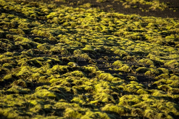 Flujo de campo de lava de Eldhraun y cresta cubierta de musgo verde en Islandia