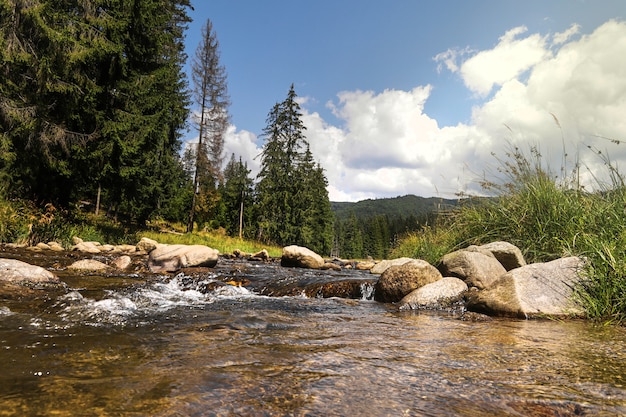 Flujo del río en el paisaje forestal.