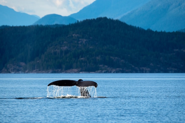 Fluke de ballena jorobada, Canal Sutil en Discovery Islands cerca de Quadra Island, BC Canadá