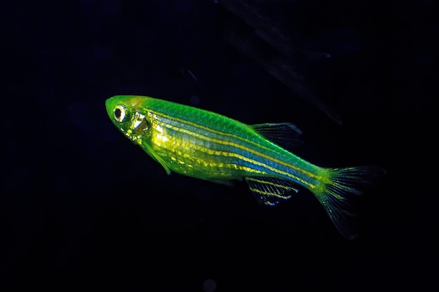 Fluoreszierende Süßwasserfische Electric Green Zebrabärblingsfische