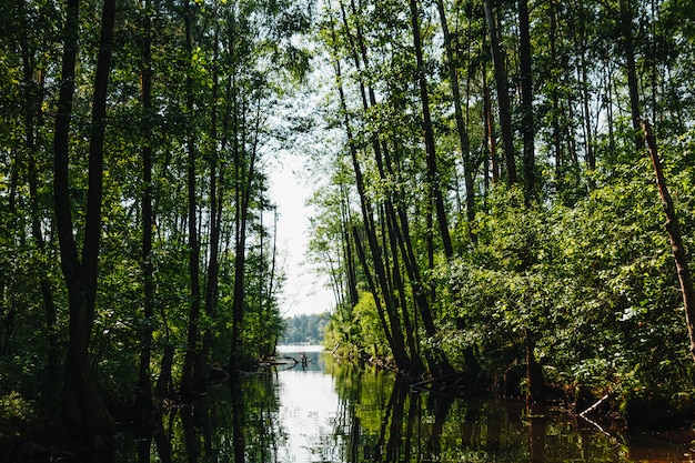 Fluss, Baumtunnel, Natur