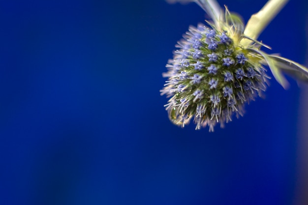 Fluss der blauen distel am sommertag auf tiefem blau