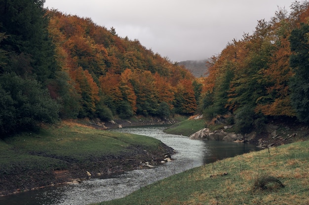 Fluss, der den Wald in der Herbstsaison umgibt Irati-Wald im Herbst