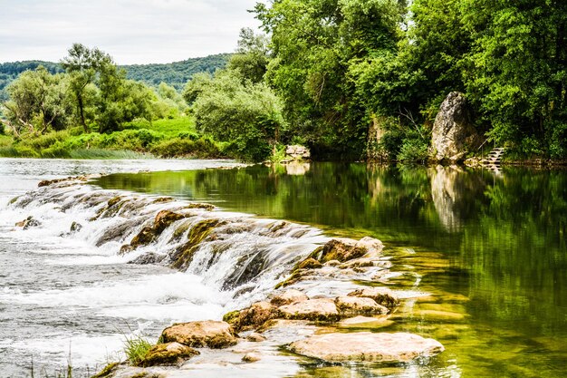 Fluss, der durch Bäume fließt