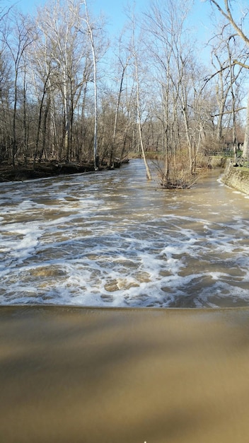 Foto fluss, der durch bäume fließt